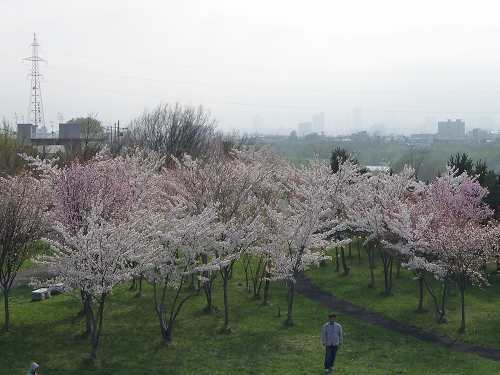 090505桜の杜1.jpg