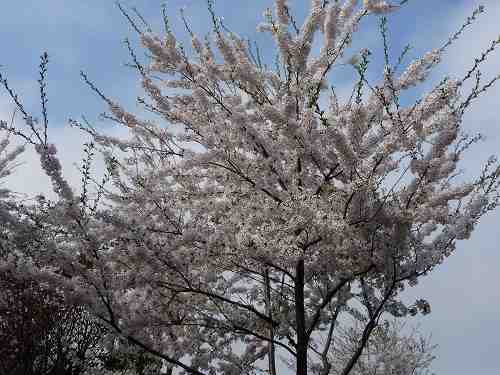 090505桜の杜3.jpg