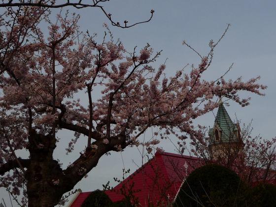 2010年5月10日カトリック元町教会と桜.jpg