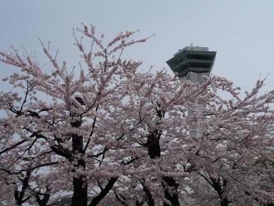 2010年5月10日五稜郭タワーと桜1.jpg